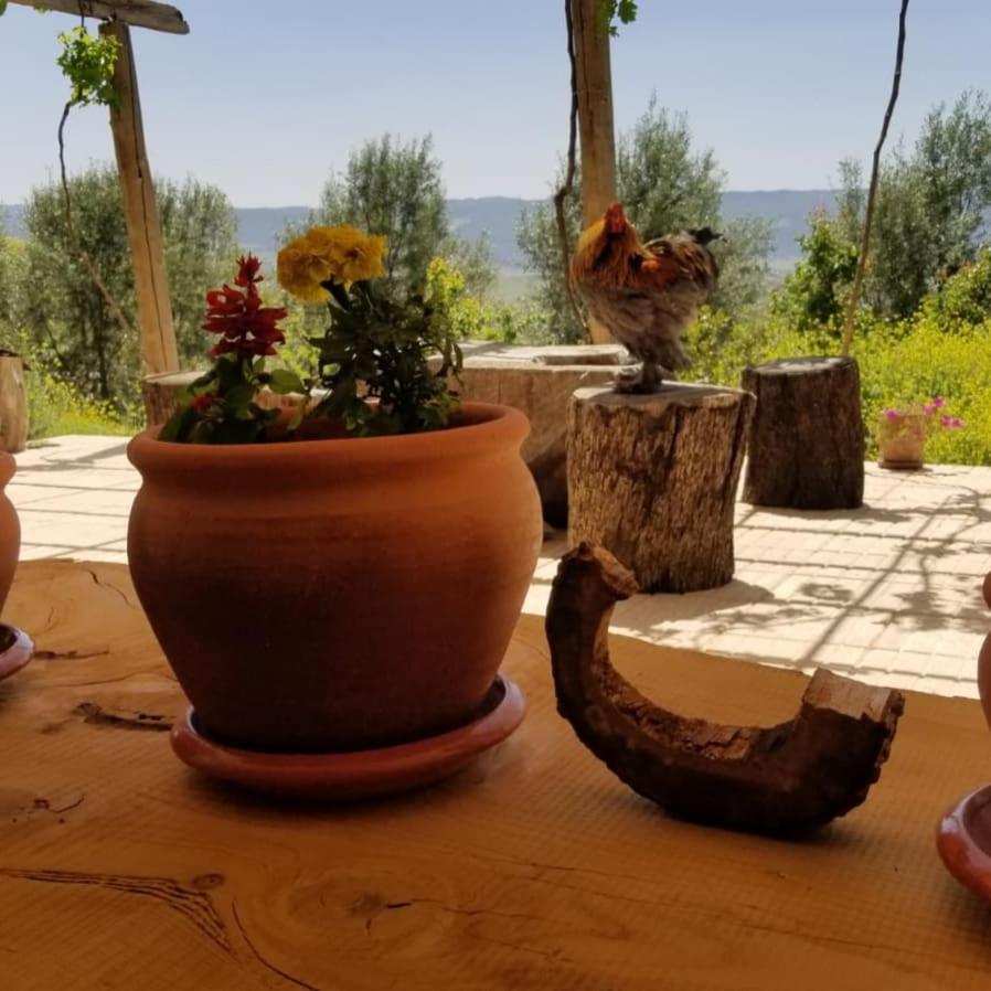Le Chene D'Azrou Hotel Buitenkant foto