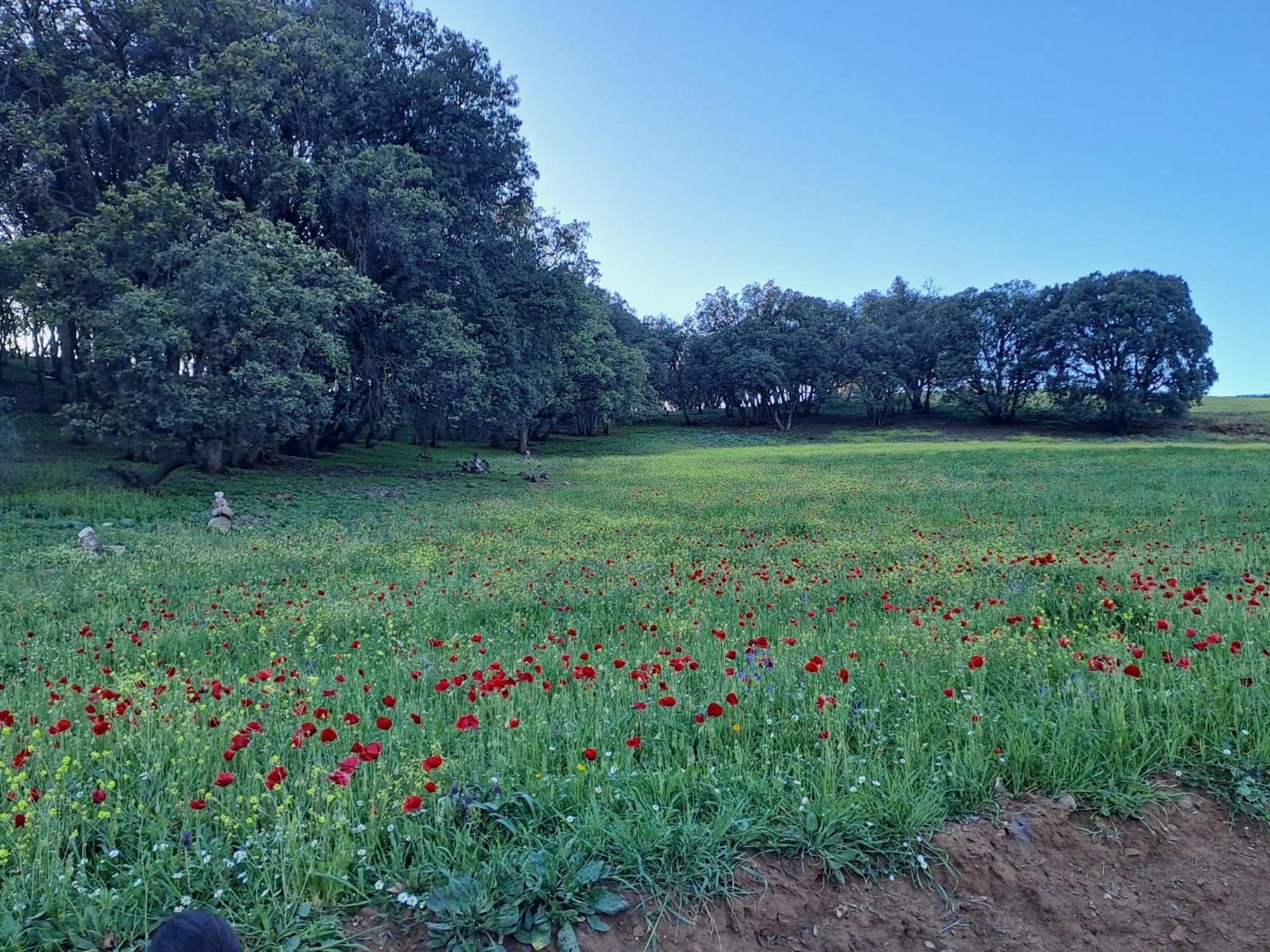 Le Chene D'Azrou Hotel Buitenkant foto