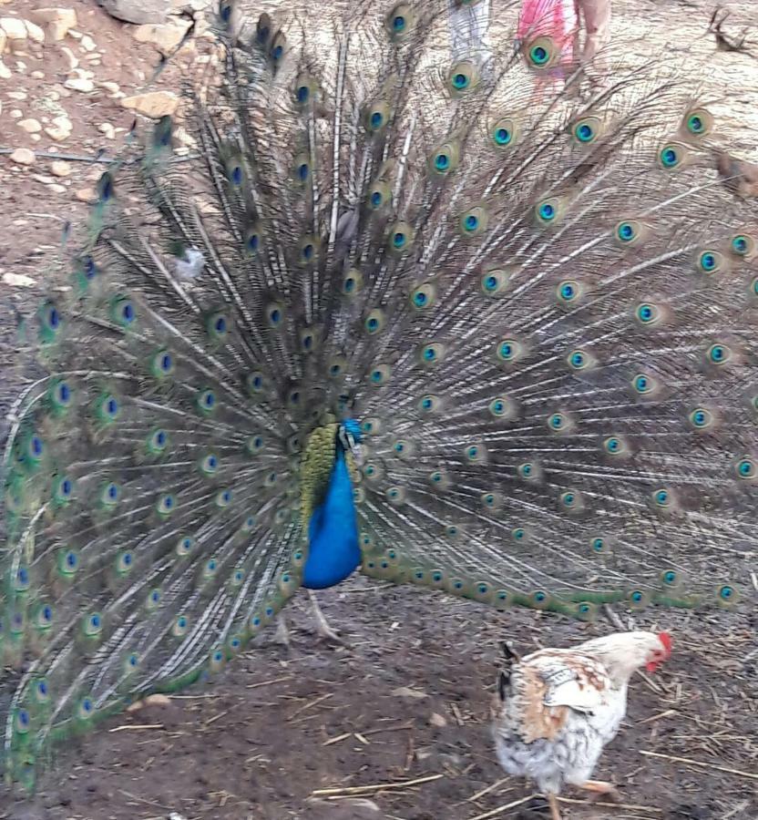 Le Chene D'Azrou Hotel Buitenkant foto