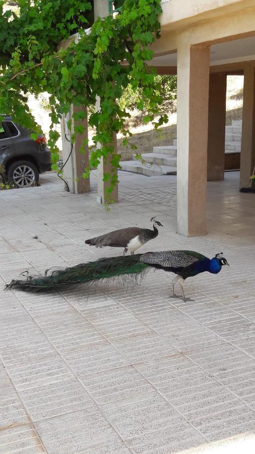 Le Chene D'Azrou Hotel Buitenkant foto